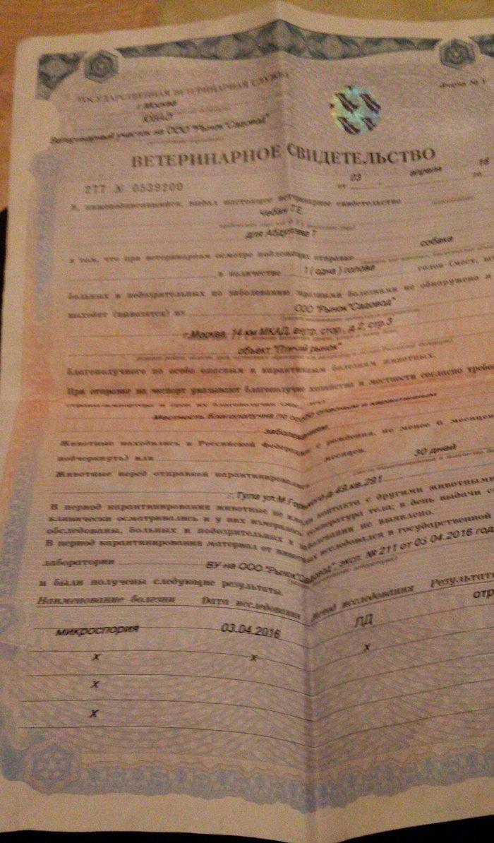 Tecili! Pameranski Spis butun senedleri ile esyalari ile birge 800 man