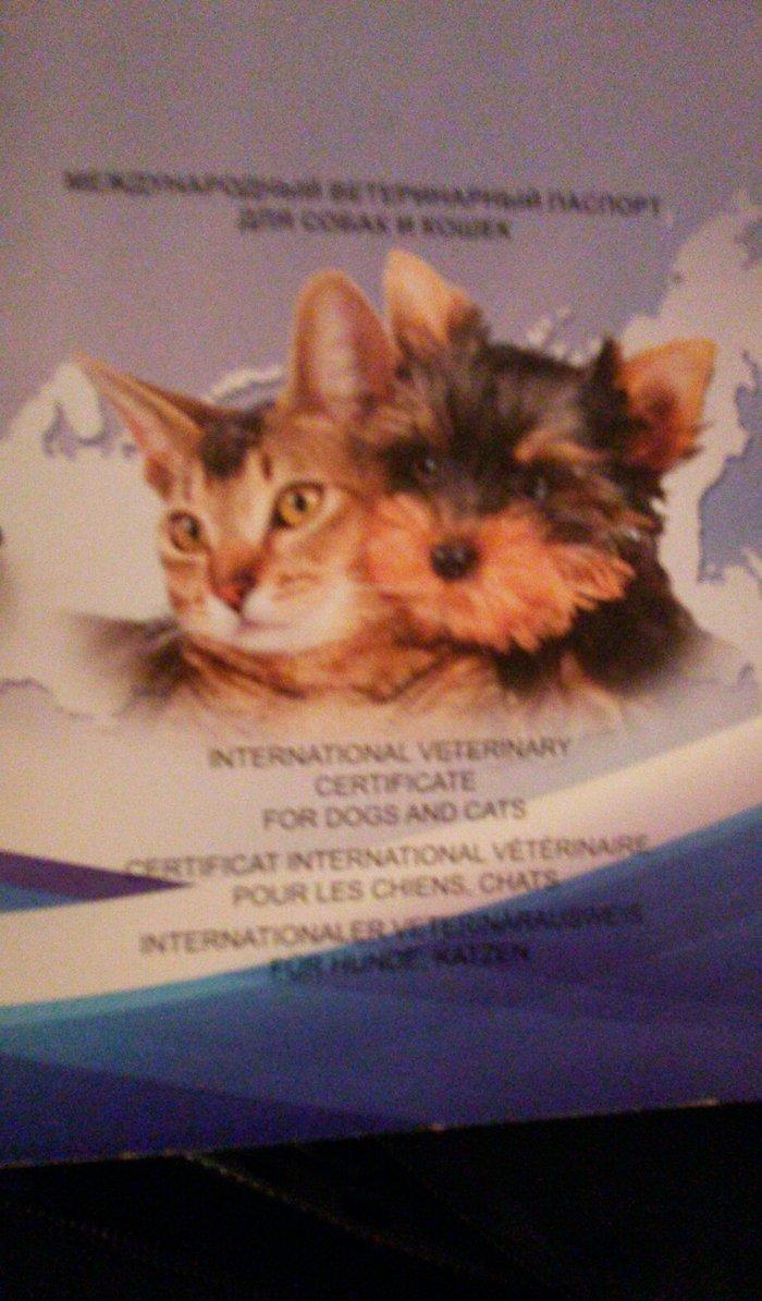 Ветеринарный паспорт для собаки и кошки
