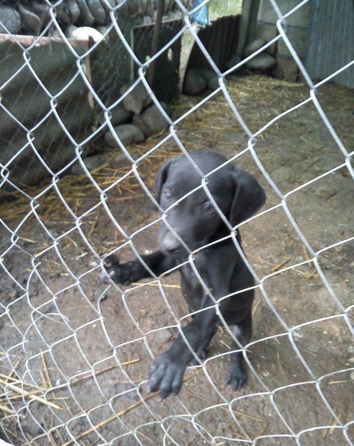 Temiz kuckar cinsdi ov itidi quyrugu kesilib 2 ay balasidi erkekdi pey