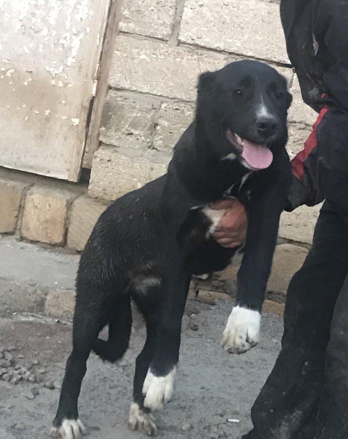 Dağstan çoban iti 5 aylıqdı qancıxtı diger şekildeki anası atasının şe