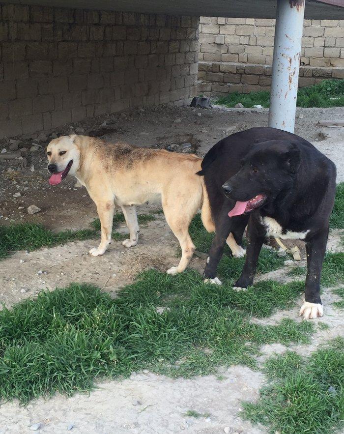 Dağstan çoban iti 5 aylıqdı qancıxtı diger şekildeki anası atasının şe