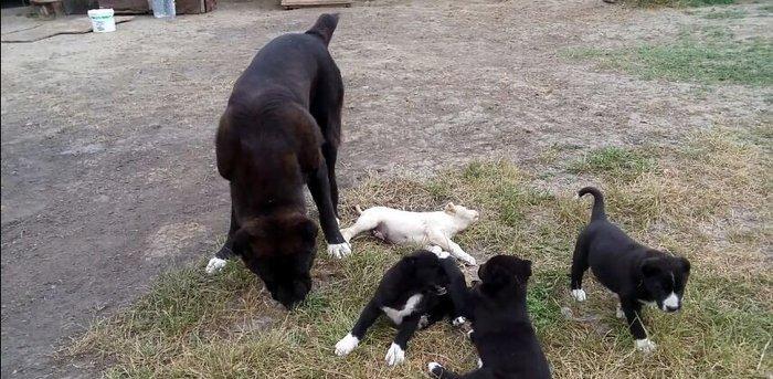 Dağstan çoban iti 5 aylıqdı qancıxtı diger şekildeki anası atasının şe