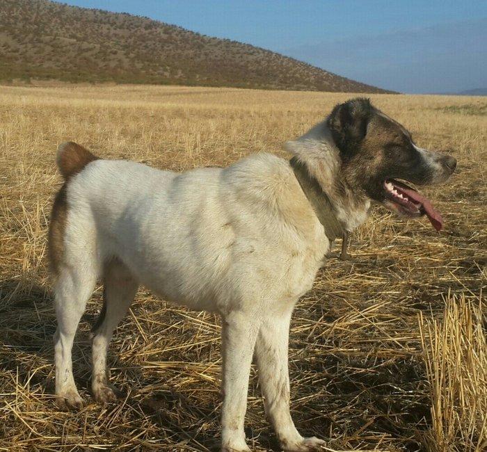 salam it satlir qurd basardi 18 ayliqdi körpeliyinden ozumde olub Zaka