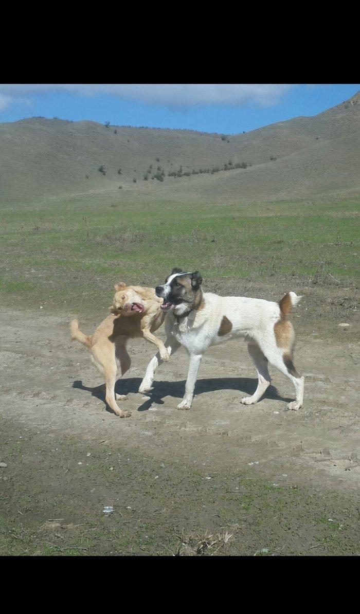 salam it satlir qurd basardi 18 ayliqdi körpeliyinden ozumde olub Zaka