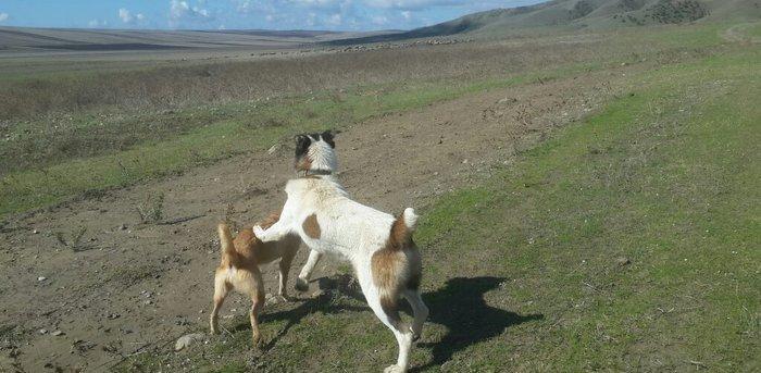 salam it satlir qurd basardi 18 ayliqdi körpeliyinden ozumde olub Zaka