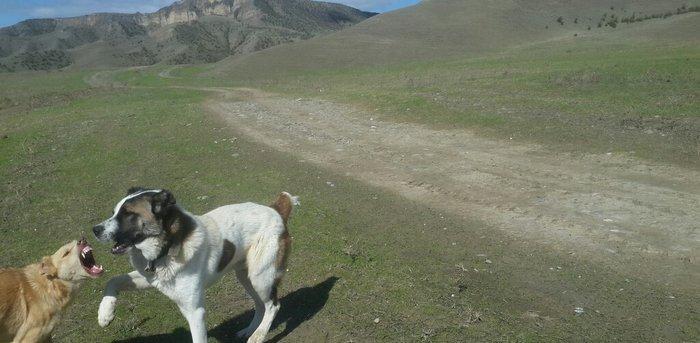 salam it satlir qurd basardi 18 ayliqdi körpeliyinden ozumde olub Zaka