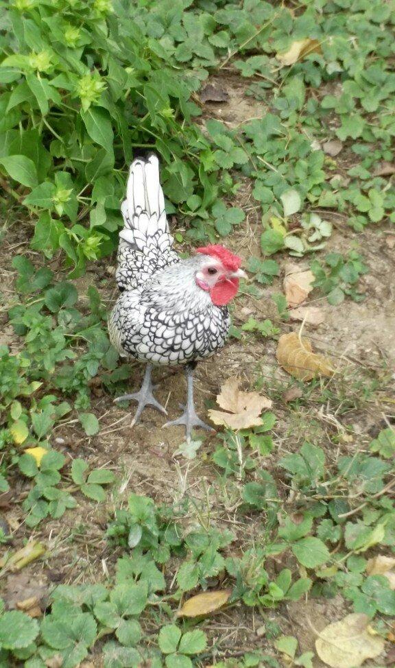 sibirayr xoruz gümüşü ariginal heyvandi başi çixan bilir 5 ayliqdi ban