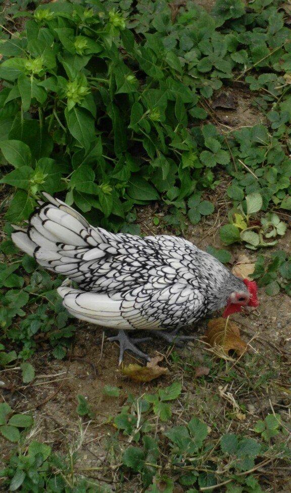 sibirayr xoruz gümüşü ariginal heyvandi başi çixan bilir 5 ayliqdi ban