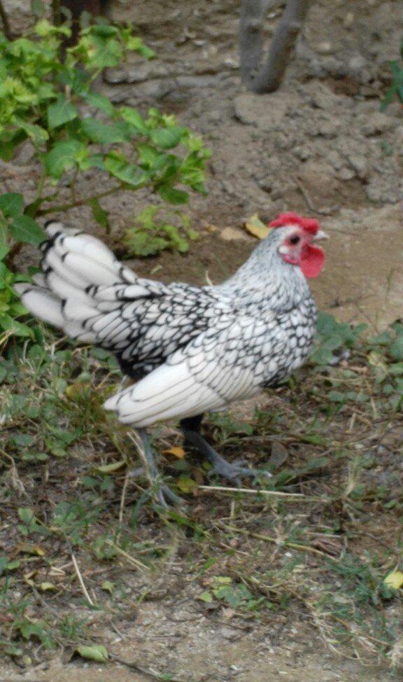 sibirayr xoruz gümüşü ariginal heyvandi başi çixan bilir 5 ayliqdi ban