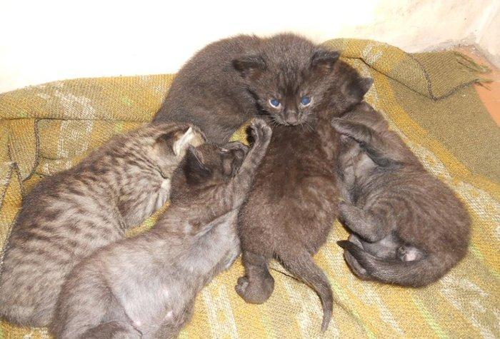 Этим котятам нужен дом, чистые, домашние, скоро начнут сами кушать.