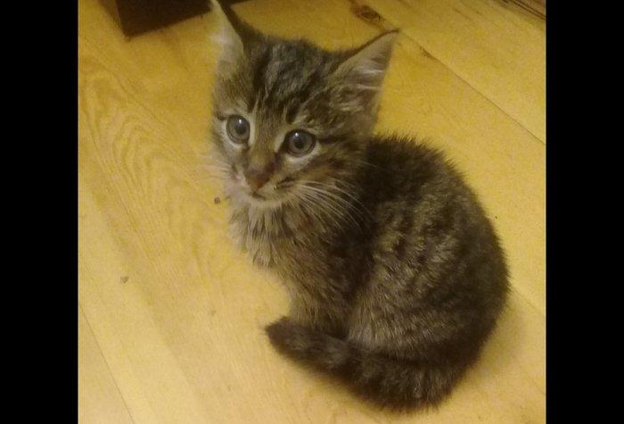 Котенок мальчик в Добрые руки, очень ласковый, добрый котенок, в