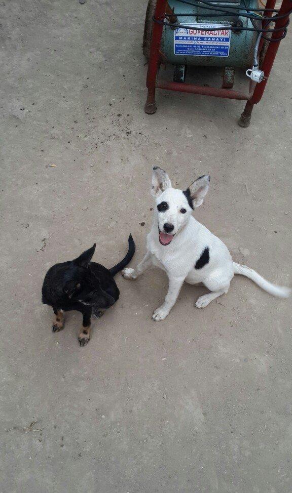 doqquz ayligdilar zvanok itler qara disidi ag erkeydi cutu 100 manat