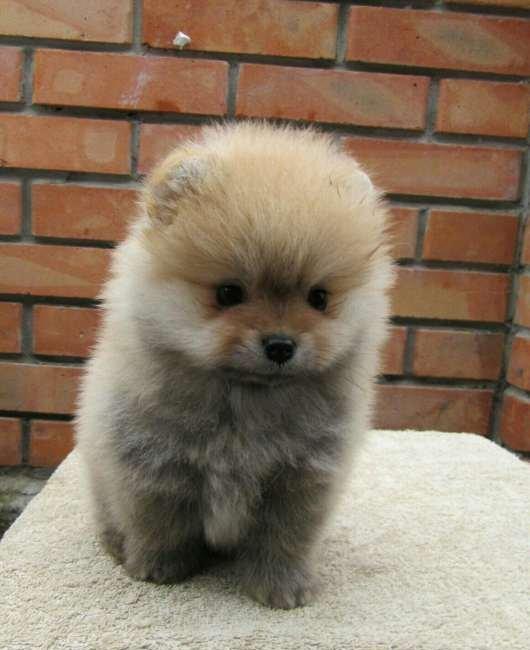 Предлагаются померанцы. На фото реальные щенки. Первые три фотки -три