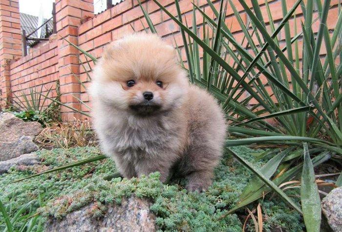 Предлагаются померанцы. На фото реальные щенки. Первые три фотки -три