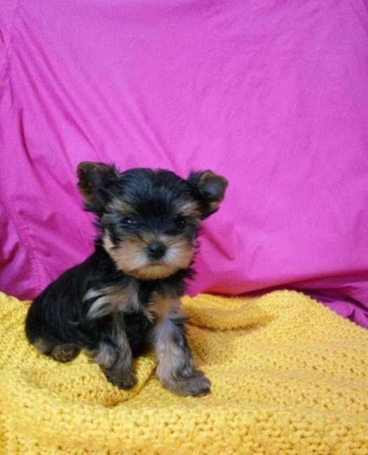 Продаются йорки. Мальчик и девочка. Чистопородные и здоровые.