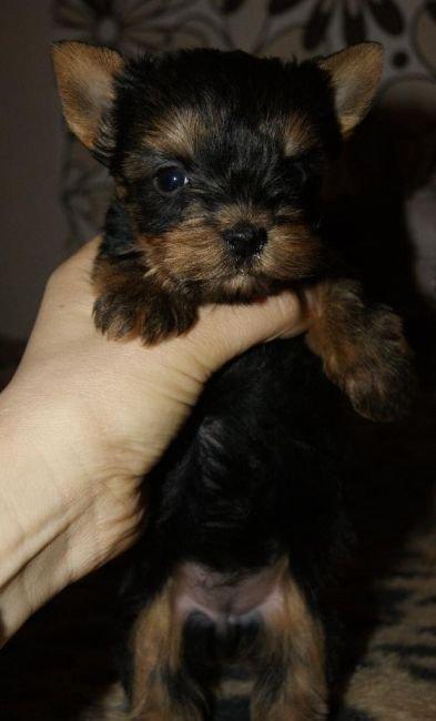 Продаются йорки. Мальчик и девочка. Чистопородные и здоровые.