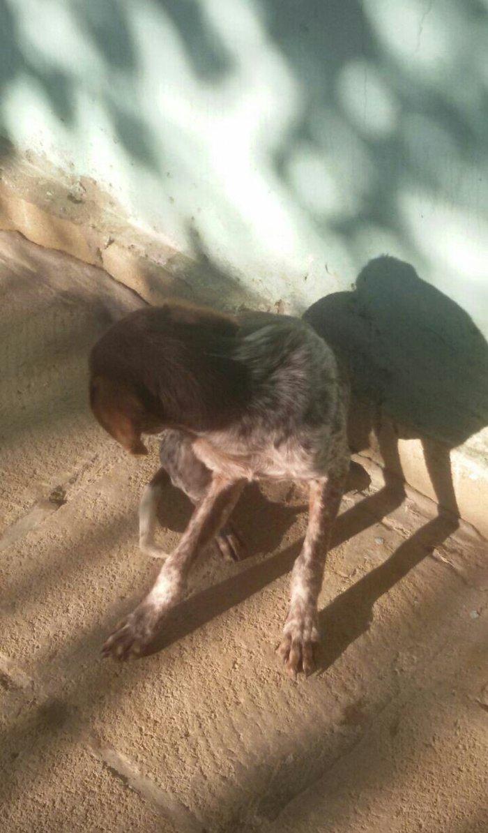 ov iti balasi temiz ov itidir. 5 ayliq dir disi itdir reyal aliciya.