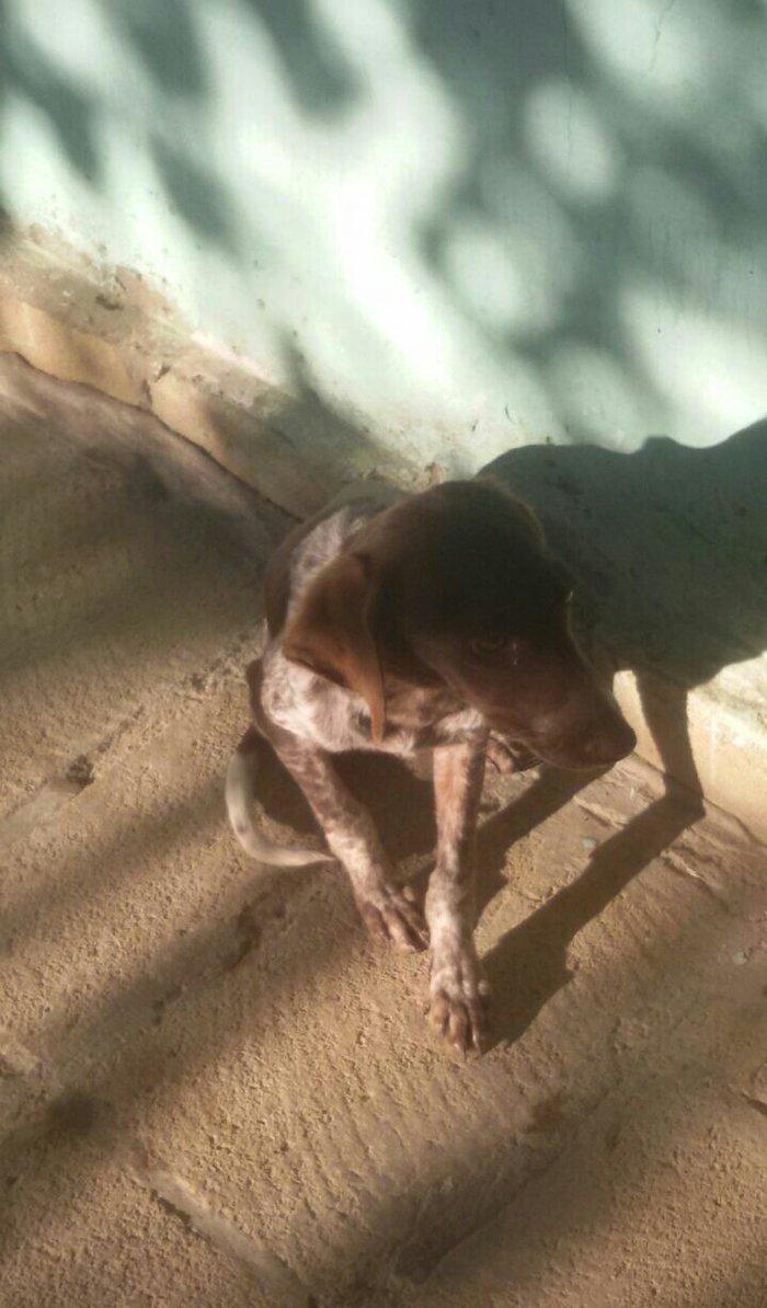 ov iti balasi temiz ov itidir. 5 ayliq dir disi itdir reyal aliciya.