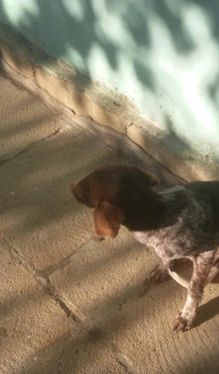 ov iti balasi temiz ov itidir. 5 ayliq dir disi itdir reyal aliciya.