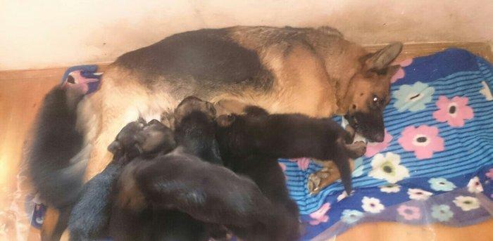 Cistokrovnie nemeckie ovcarki. Na foto mat. Otec toje est tolko po wat