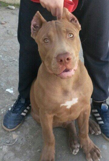 pidbul staf tam saglam butun vaksinlar vurlub disidi
5 aylixdi geydirm