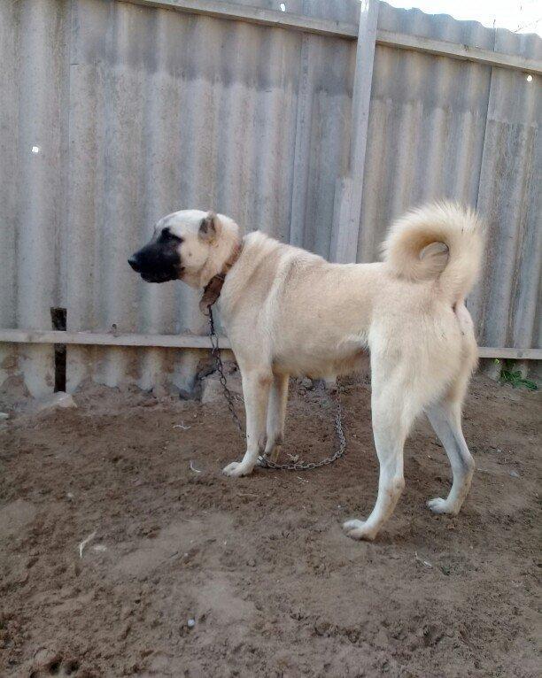 satlir kan kaldi hamiledi barter yoxdu fikri ciddi olanar zeng ve ya w