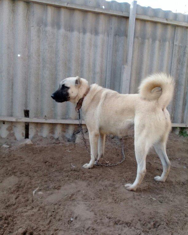 satlir kan kaldi hamiledi barter yoxdu fikri ciddi olanar zeng ve ya w