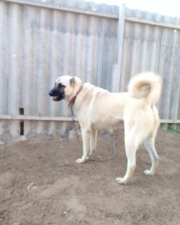 satlir kan kaldi hamiledi barter yoxdu fikri ciddi olanar zeng ve ya w