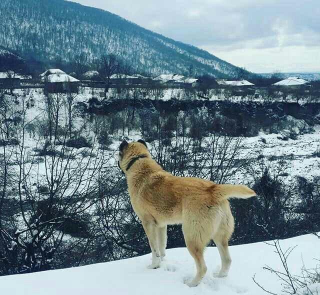 yerli alabay 1yas 7 ayin itidi oyredilmis soze qulaq asan yeri gelende