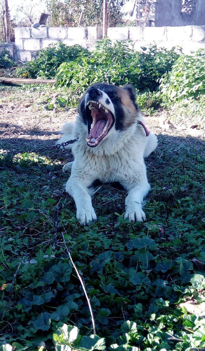 Lezgi itidir 1yas 8ayliqdi. Super itdi adida carli satama sebebim qorx