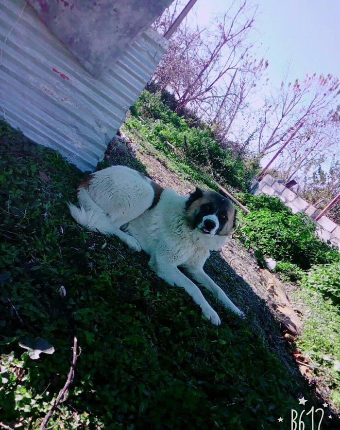 Lezgi itidir 1yas 8ayliqdi. Super itdi adida carli satama sebebim qorx