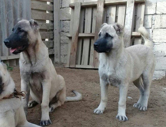 satlir cinsi kan kal erkeydi elave mellumat whatsap ve ya telde elaqe