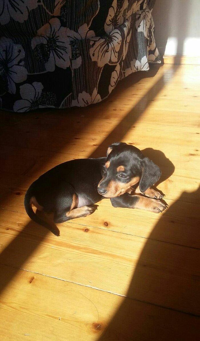 Продаются щенки таксы 1, 5 месяца, девочки, 50 AZN звонить на моб.