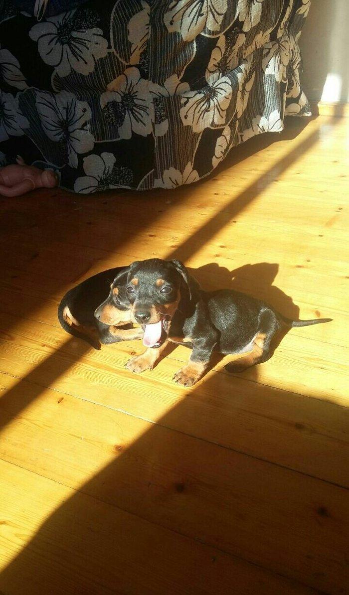 Продаются щенки таксы 1, 5 месяца, девочки, 50 AZN звонить на моб.