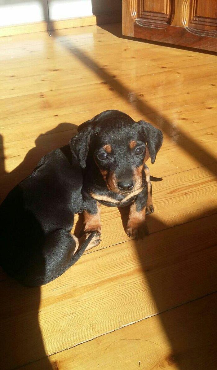 Продаются щенки таксы 1, 5 месяца, девочки, 50 AZN звонить на моб.