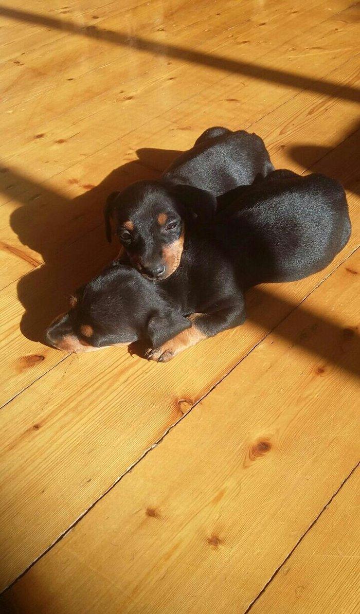 Продаются щенки таксы 1, 5 месяца, девочки, 50 AZN звонить на моб.