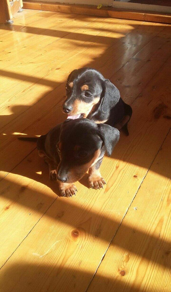 Продаются щенки таксы 1, 5 месяца, девочки, 50 AZN звонить на моб.