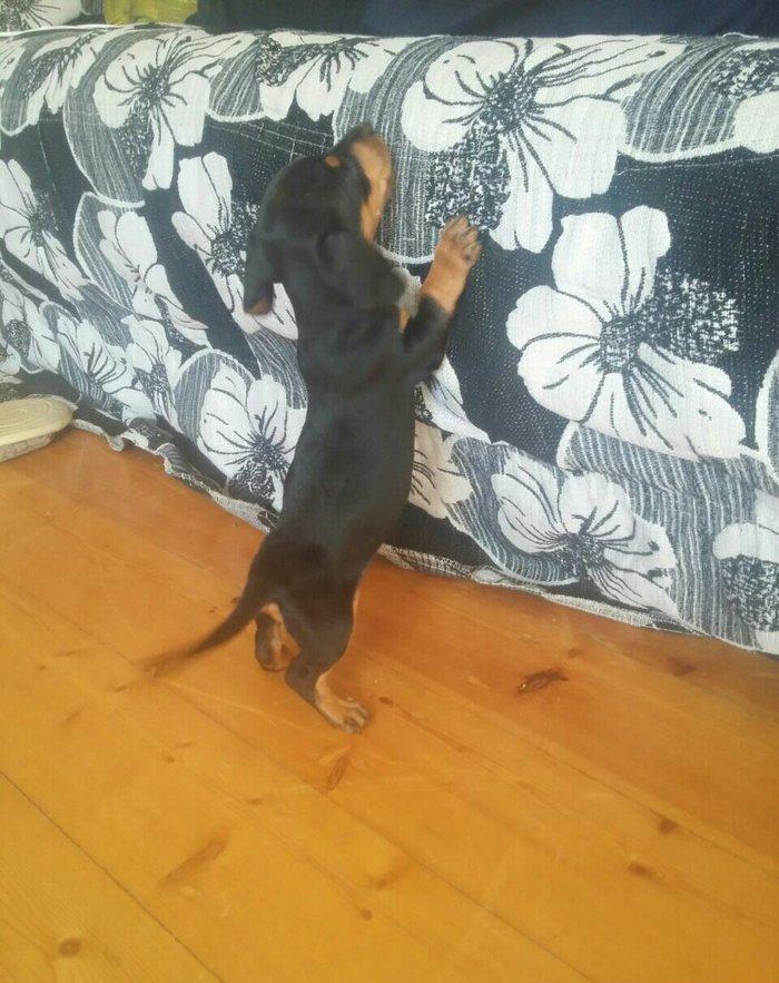 Продаются щенки таксы 1, 5 месяца, девочки, 50 AZN звонить на моб.