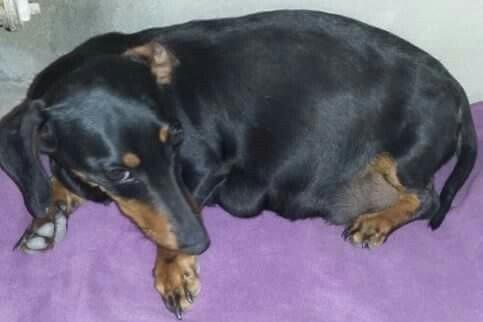 Продаются щенки таксы 1, 5 месяца, девочки, 50 AZN звонить на моб.