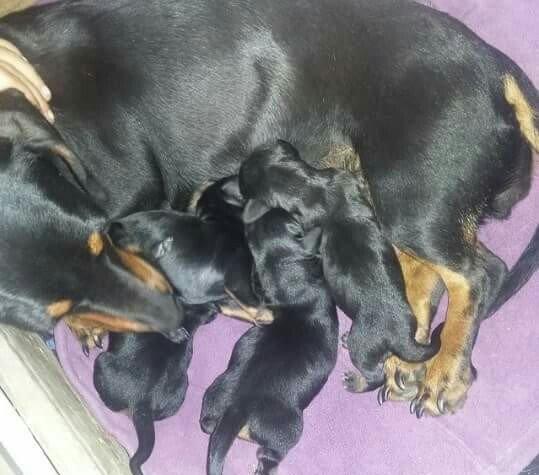 Продаются щенки таксы 1, 5 месяца, девочки, 50 AZN звонить на моб.