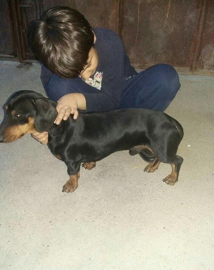 Продаются щенки таксы 1, 5 месяца, девочки, 50 AZN звонить на моб.