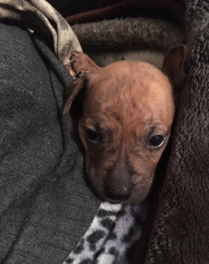 Temiz pitbull balalari satilir. Qiymet 150 azn tecili satilir barter o