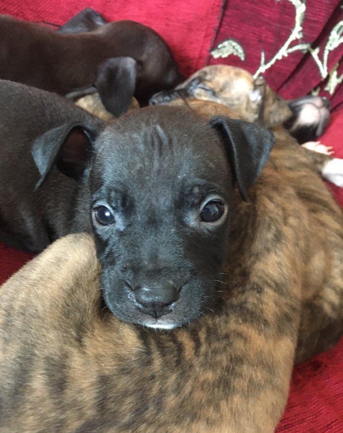 Temiz pitbull balalari satilir. Qiymet 150 azn tecili satilir barter o