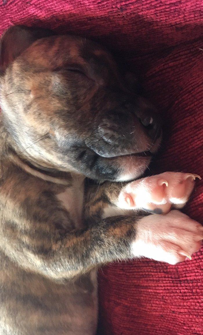 Temiz pitbull balalari satilir. Qiymet 150 azn tecili satilir barter o