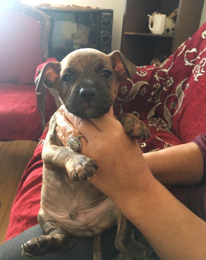 Temiz pitbull balalari satilir. Qiymet 150 azn tecili satilir barter o