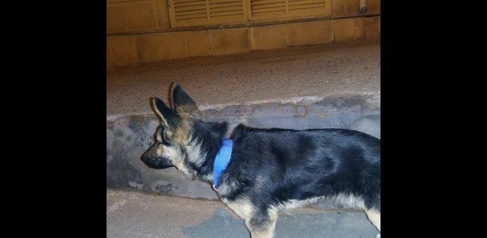 Ela ovcarkadi satilir xaiw olunur ya zeng edin ya da watsapa yazin