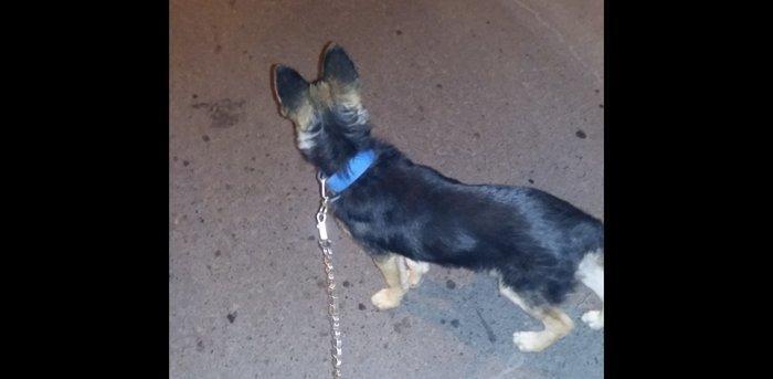 Ela ovcarkadi satilir xaiw olunur ya zeng edin ya da watsapa yazin