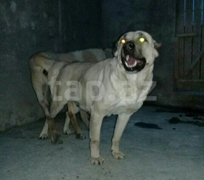 Erkak kangal. 2 iynasi vurulub. Iri kucukdur. saf gan turk sivad kanga