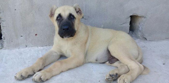 Erkak kangal. 2 iynasi vurulub. Iri kucukdur. saf gan turk sivad kanga