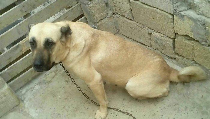 Erkak kangal. 2 iynasi vurulub. Iri kucukdur. saf gan turk sivad kanga